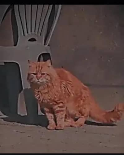 Semi-Persian Male Cat Double coated