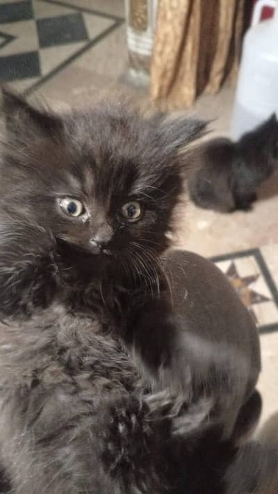 1 Persian kitten