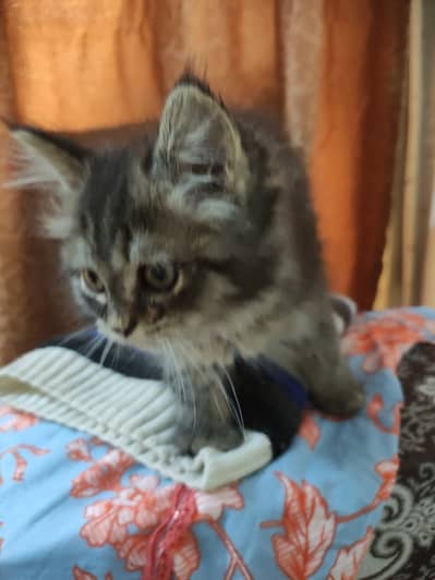 Doll face Persian kitten