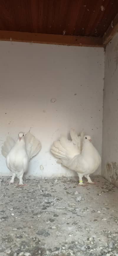 Laka Breeder pair for sale