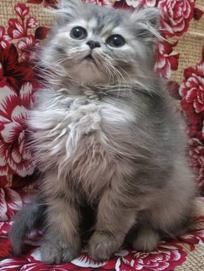 sami punch female fown colour long coated