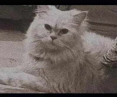 Persian Female Cat Triple Coated