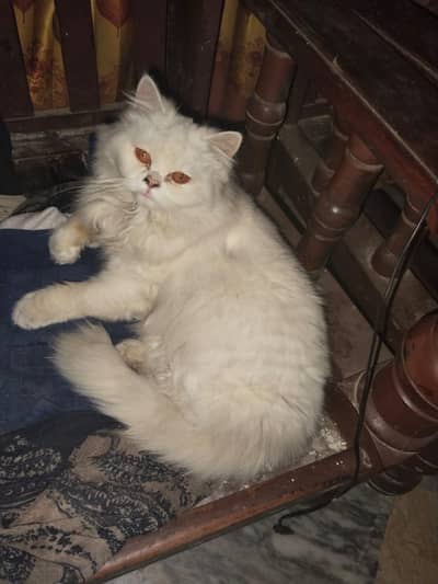 Persian cat available