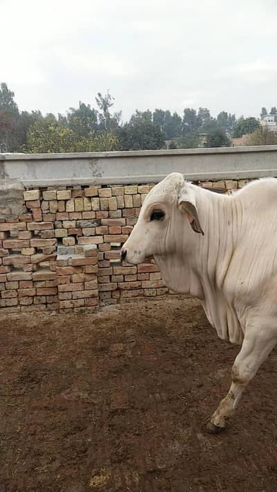 Nukra bachra for sale