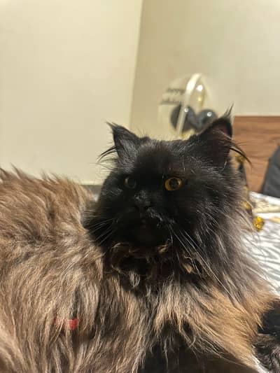 BLACK TAN GREY PERSIAN