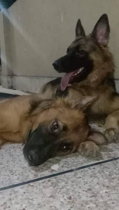 German shepherd pair