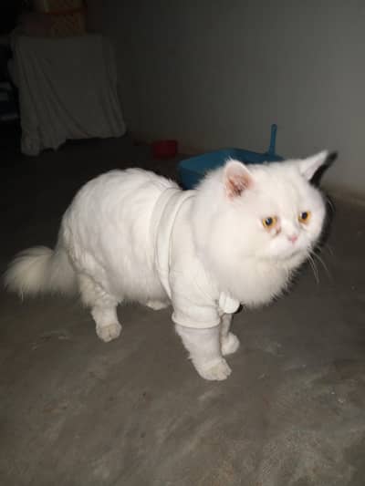 This cat is only for breed