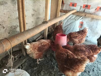 5 Lohmann Brown Egg Laying Hens for Sale