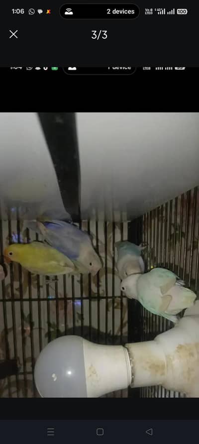 mix love bird breeder pair for sale location Lahore shad bagh