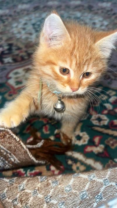 sabhi bhut piyare henn hmne Apne Liye rkhy thy abh dill bhr gya he