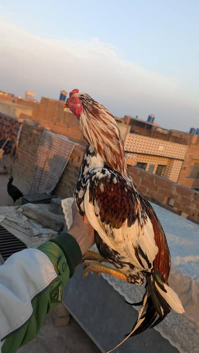 aseel patha cheena murga hean