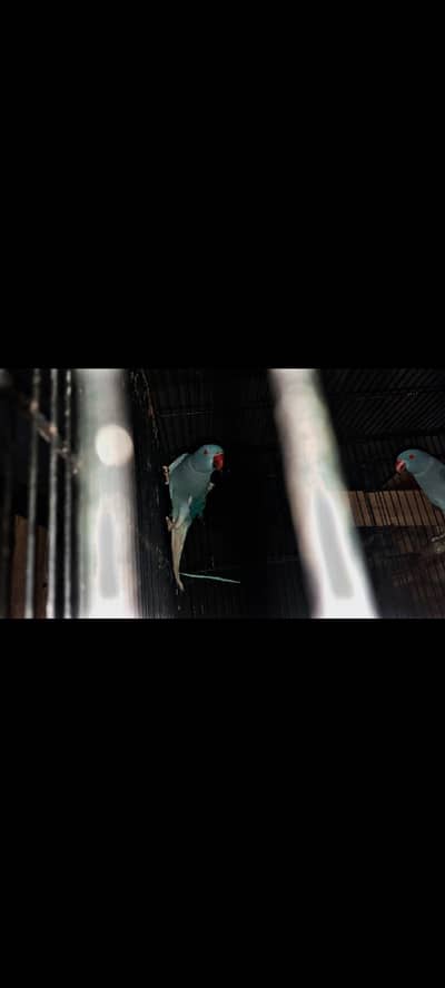 Cobalt blue ct Non DNA Males