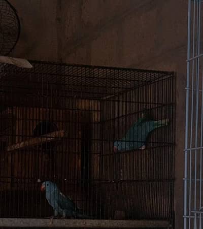 Cobalt blue ct Non DNA Males