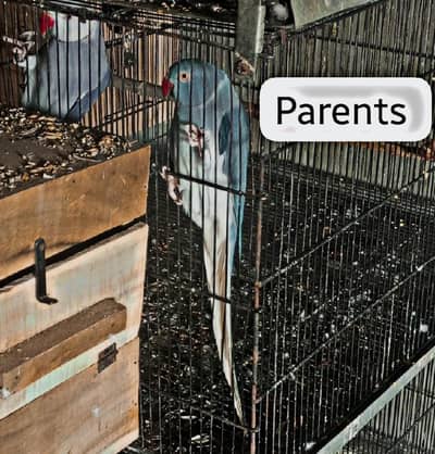 Cobalt blue ct Non DNA Males