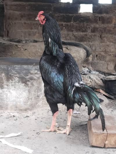 Aseel murga for sale