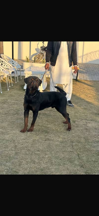 Rotwilear only for stud