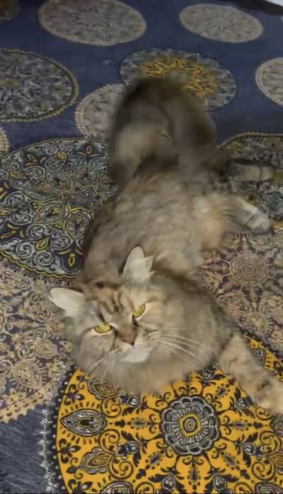 Persian Female cat