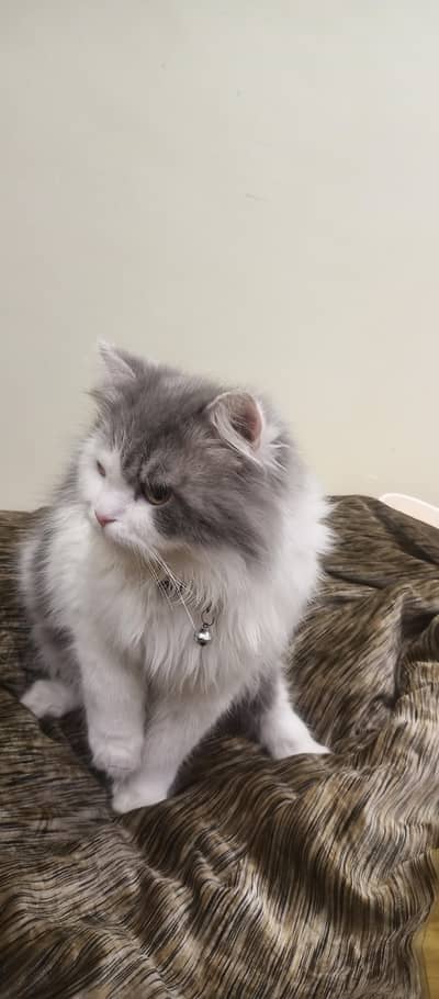 persian cat double coated for sale