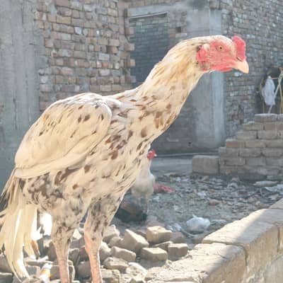 pure Quality Aseel murga