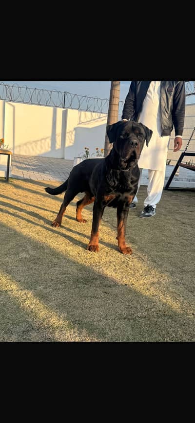 Ameican rottwiler only for stud