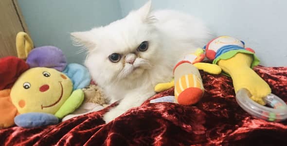 Cat Beautiful & Loving