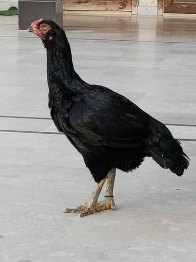 PURE ASEEL MIANWALI BLACK HEN