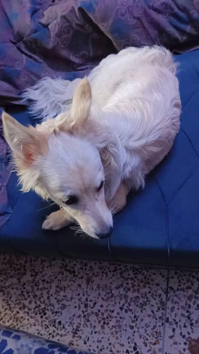 Russian samoyed raised in a family friendly environment