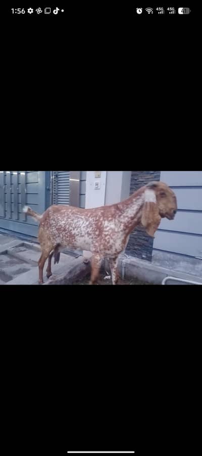 makhi cheeni pregnant bakri