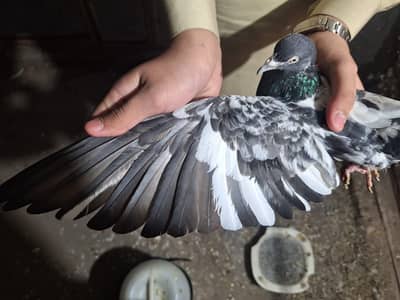 Pigeon per piece 3000