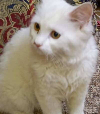 fridge repairing all