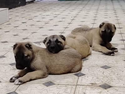 kangal