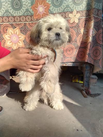 Shih tzu Male puppies