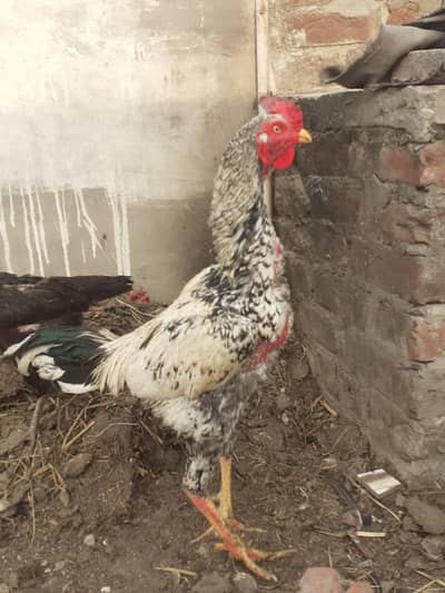 aseel mianwali long hight good bird