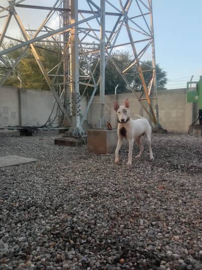 Pure gultair High quality