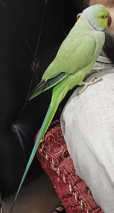 male face to face talking parrot