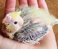 V-Pied cocktail chicks