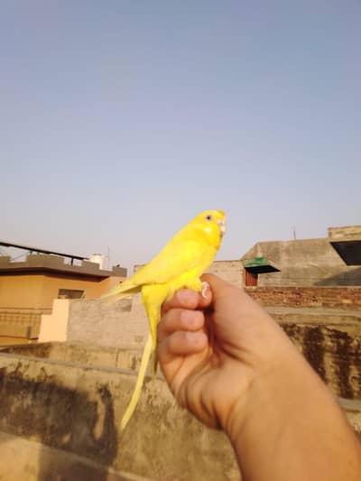 Australian parrot full hand tame and friendly
