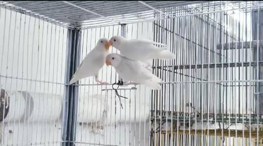 ALBINO REDEYES PATHAY