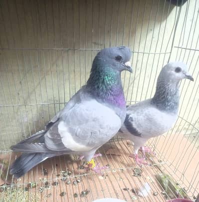 chitta lalband ghandedaar sabaz kheri