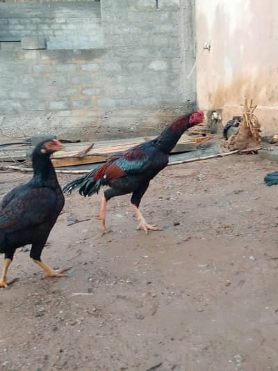 Aseel hens for sales