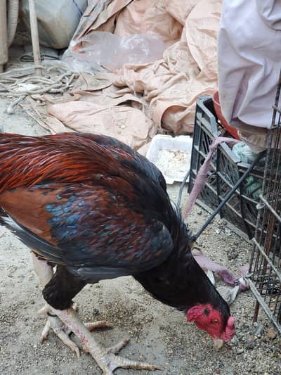 aseel thiki nasal hai