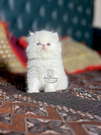 Pure Piki 03074226838