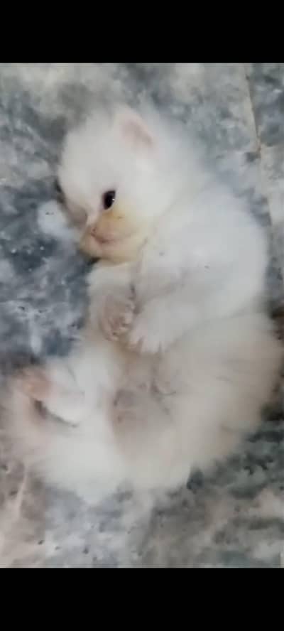 25 days kitten. pure Persian tripple coat
