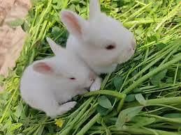 rabbit babies red eyes banies