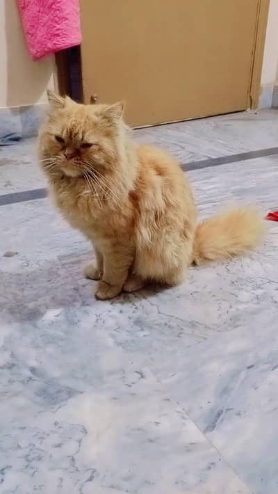 male cat for sale for rehoming