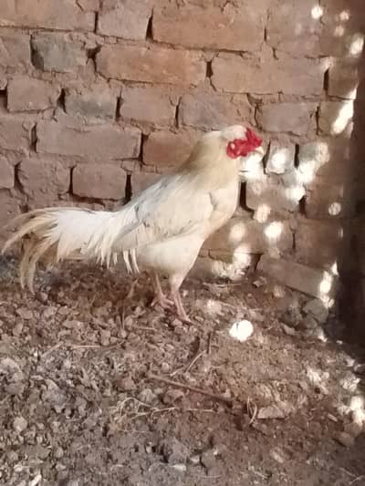 Aseel and Desi cross