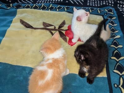 Persian Kitten Babies Double Coated