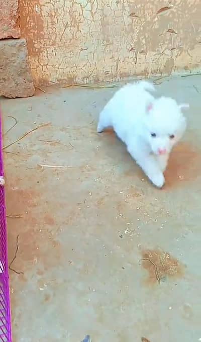 Russian puppy for sale  0309=0097784