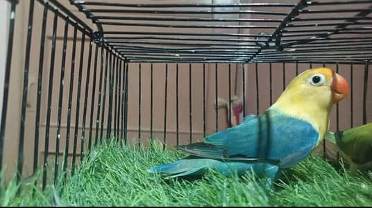 Quality Split Ino's Females