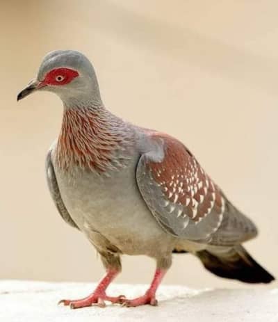 Doves / Doves For Sale / Optical Dove / Qumri / All kind of Doves
